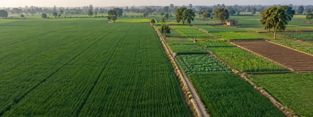 Dividing Jointly Held Farmland in UP: aerial view of a large field divided into neat strips by earthen bunds and a footpath
